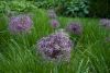 Allium christophii