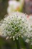 Allium mount everest