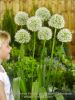 Allium mount everest