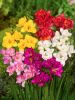 Freesia double mixed