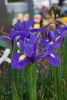 Iris blue magic hollandica