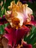 Iris wine and roses germanica