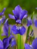 Iris ceasars brother sibirica