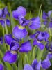 Iris silver edge sibirica