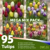 Tulip mega mix