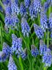 Muscari armeniacum