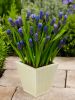 Muscari latifolium