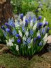 Muscari mischung