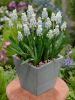 Muscari peppermint armeniacum