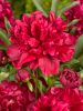 Paeonia inspecteur lavergne