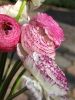 Ranunculus elegance bianco striato