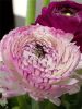 Ranunculus elegance bianco striato