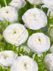 Ranunculus white