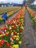 Picking garden mix