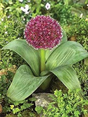 Koop Alliums Sierui Voordelig Bij Bulbi Nl Bulbi