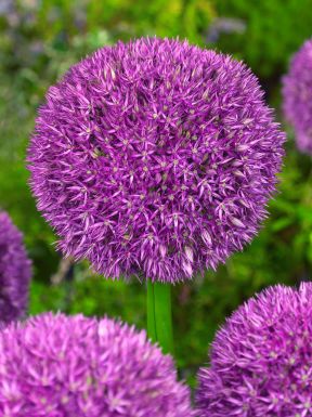 Acheter Des Bulbes D Allium Ail D Ornement En Ligne Bulbi