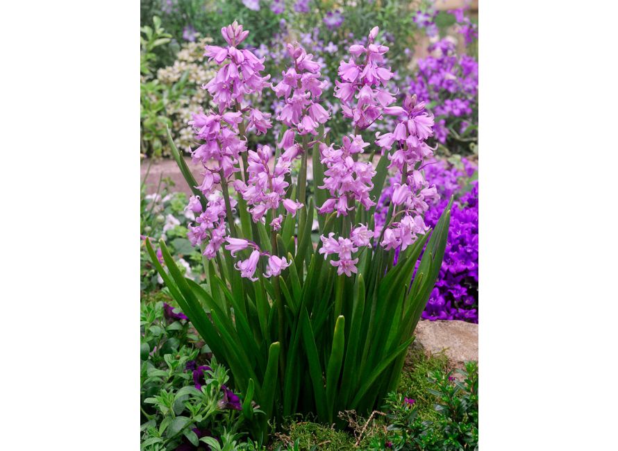 Hyacinthoides Hispanica (Spanish Bluebells)