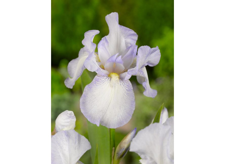 Iris Germanica Blanc