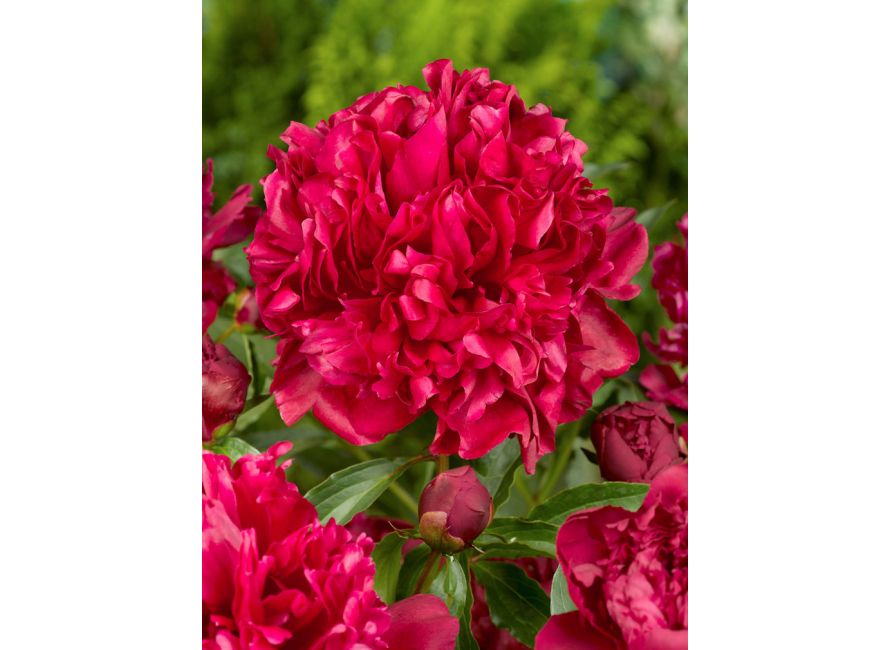 Paeonia Inspecteur Lavergne Lact Bulbi Nl