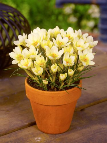 Cream beauty chrysanthus
