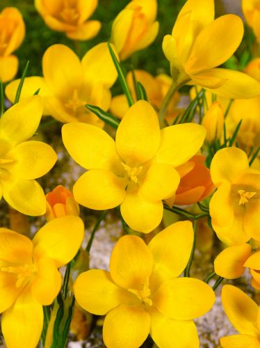 Yellow large flowering