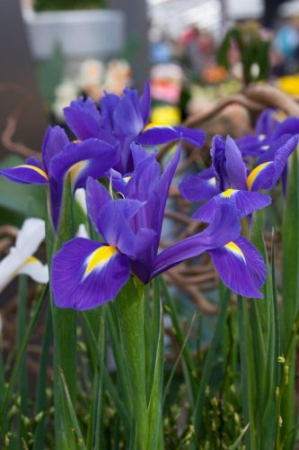Iris blue magic hollandica