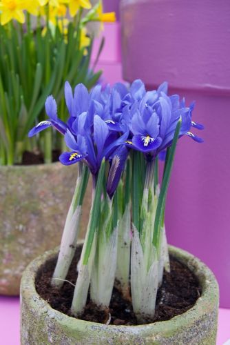 Iris harmony reticulata
