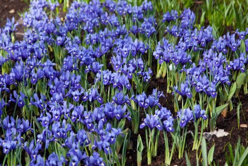 Iris harmony reticulata