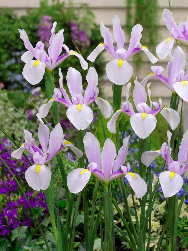 Iris carmen hollandica