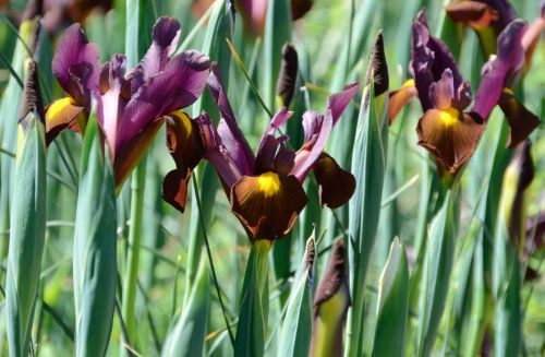 Iris red ember hollandica