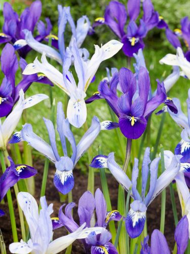 Iris reticulata mixed