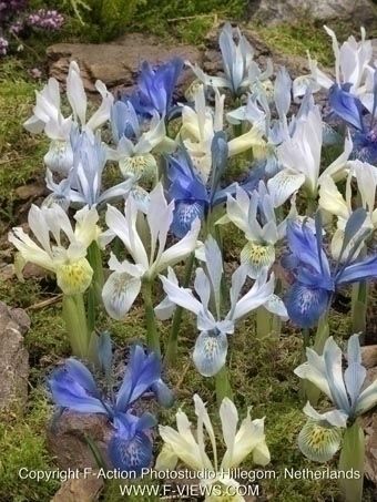 Iris reticulata mixed