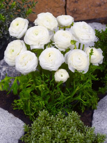 Ranunculus white