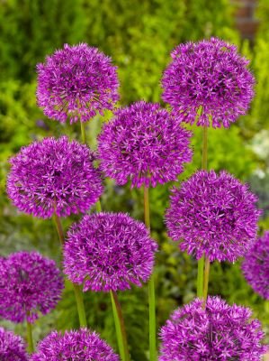 Allium aflatunense (hollandicum)