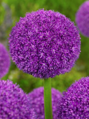 Allium ambassador