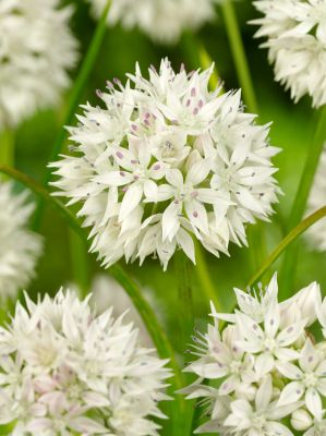 Allium graceful beauty