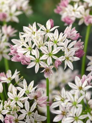 Allium cameleon