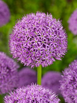 Allium gladiator