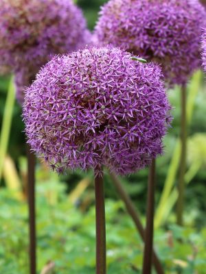 Allium globemaster