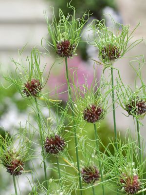 Allium hair