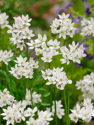 Allium neapolitanum