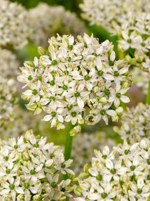 Allium nigrum