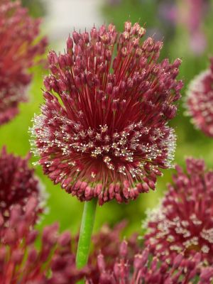 Allium red mohican