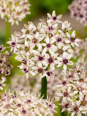 Allium silver spring