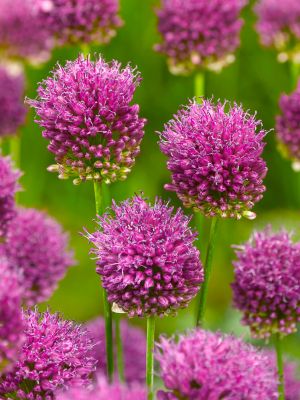 Allium sphaerocephalon