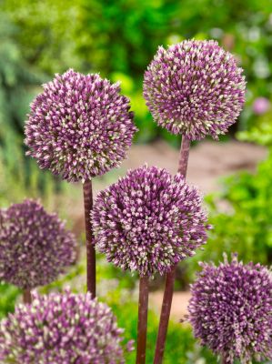 Allium summer drummer