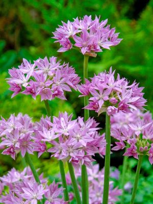 Allium eros unifolium