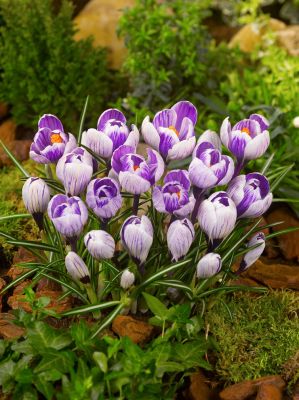 Pickwick striped large flowering