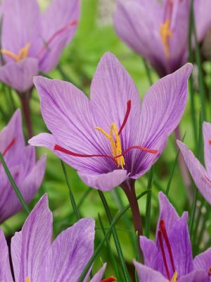 Crocus Sativus in bulk quantities