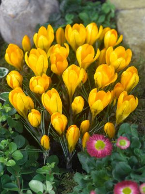 Yellow large flowering